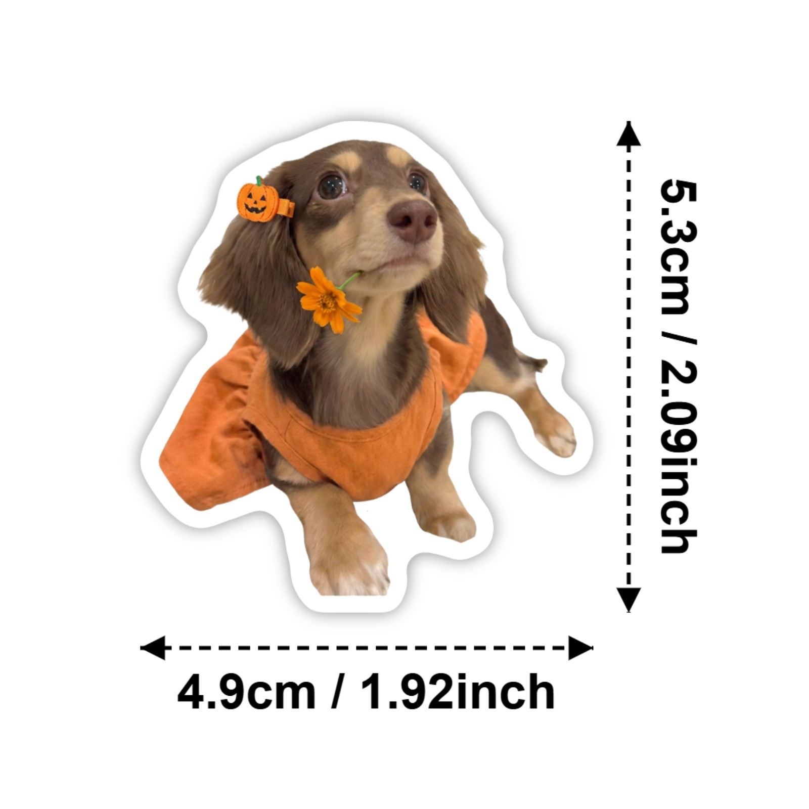 50 stuks HD schattige teckelst - Motorcycle Gear For Dogs recensie en prijs