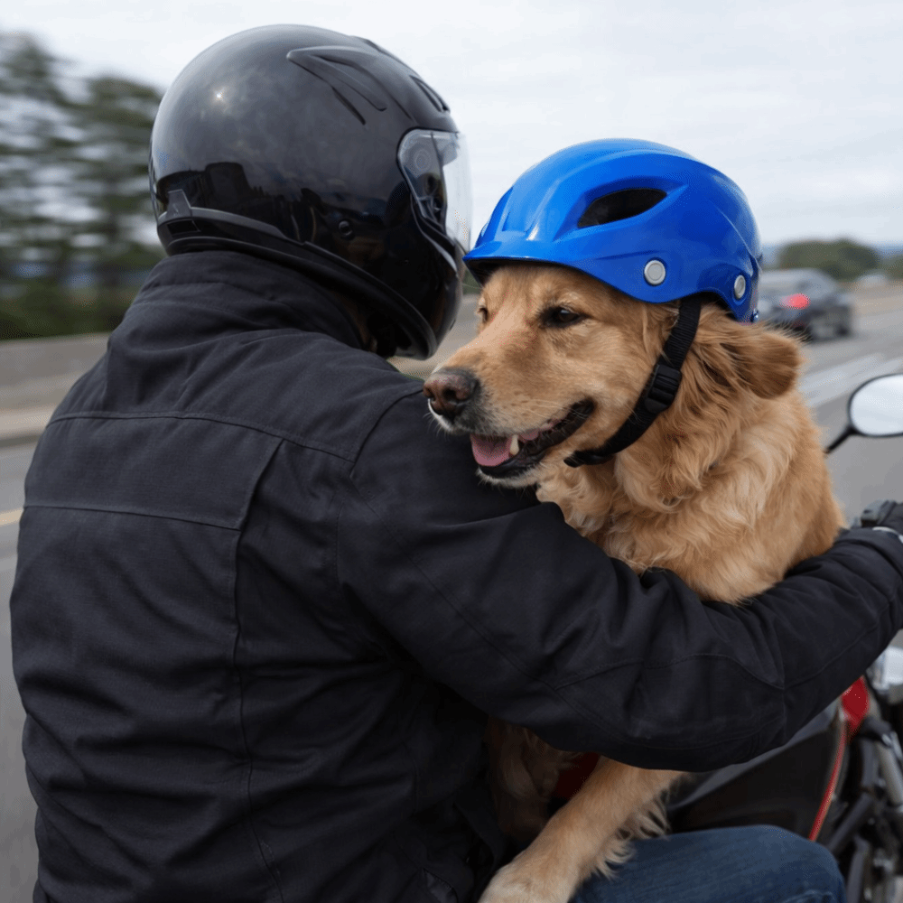 Hoofddeksel voor huisdieren Ve - Motorcycle Gear For Dogs recensie en prijs